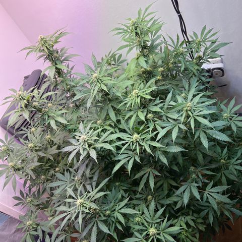 Super Lemon Haze growlog timeline photo