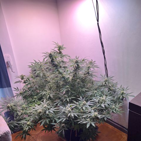 Super Lemon Haze growlog timeline photo