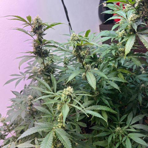Super Lemon Haze growlog timeline photo