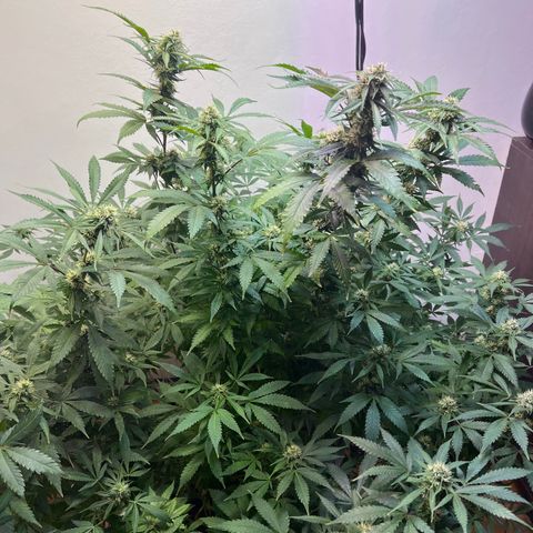 Super Lemon Haze growlog timeline photo
