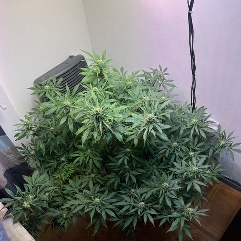 Super Lemon Haze growlog timeline photo