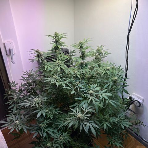 Super Lemon Haze growlog timeline photo