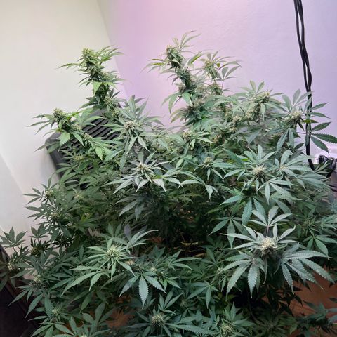 Super Lemon Haze growlog timeline photo