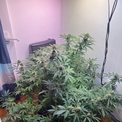 Super Lemon Haze growlog timeline photo