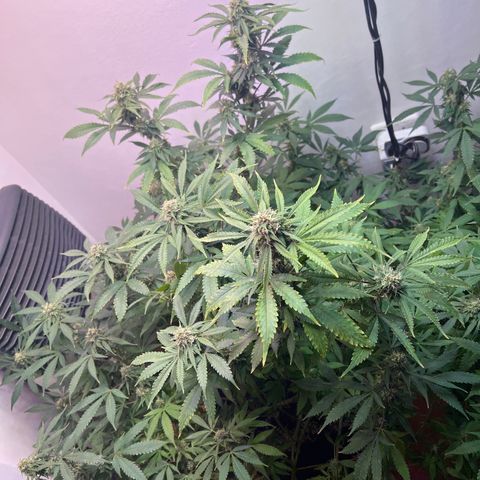 Super Lemon Haze growlog timeline photo