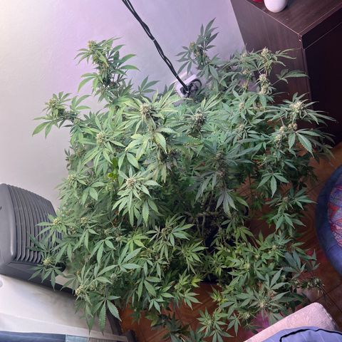 Super Lemon Haze growlog timeline photo