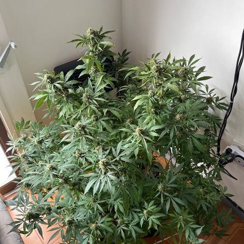 Super Lemon Haze growlog timeline photo