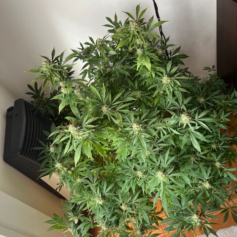 Super Lemon Haze growlog timeline photo