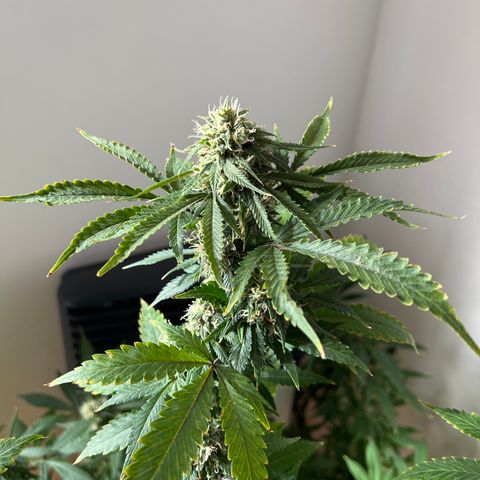 Super Lemon Haze growlog timeline photo