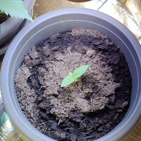 Futo growlog timeline photo