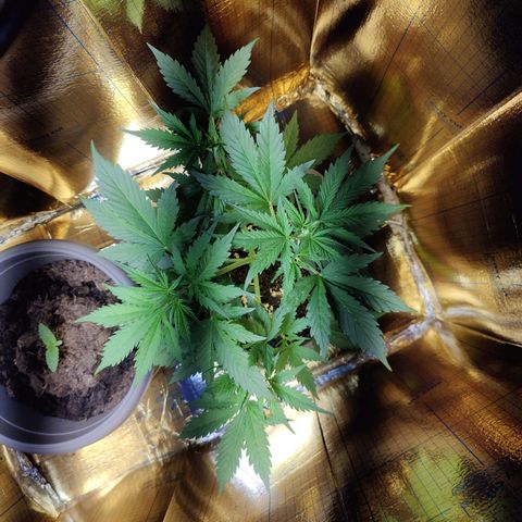 Lord Bert growlog timeline photo