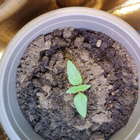 Futo growlog timeline photo