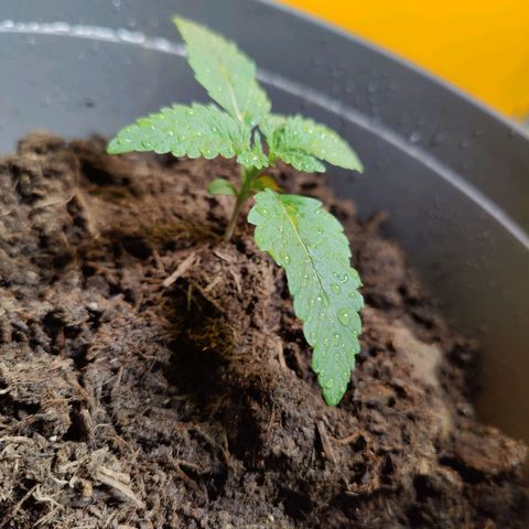 Futo growlog timeline photo