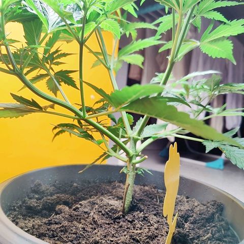 Lord Bert growlog timeline photo