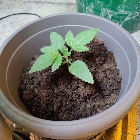 Futo growlog timeline photo