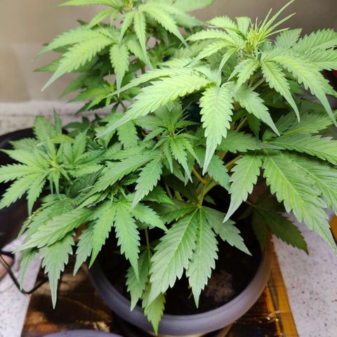Lord Bert growlog timeline photo