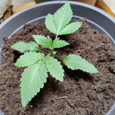 Futo growlog photo: Erde hinzugegeben 