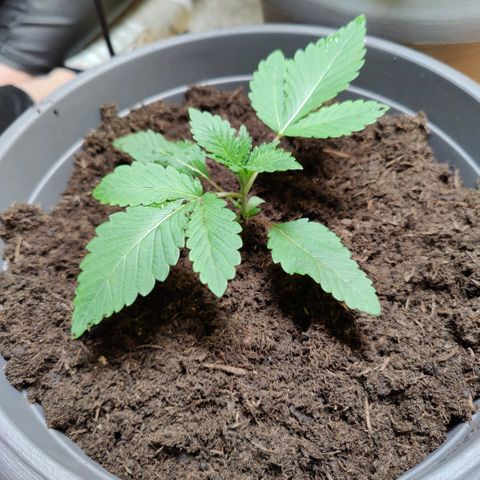 Futo growlog photo: Erde hinzugegeben 