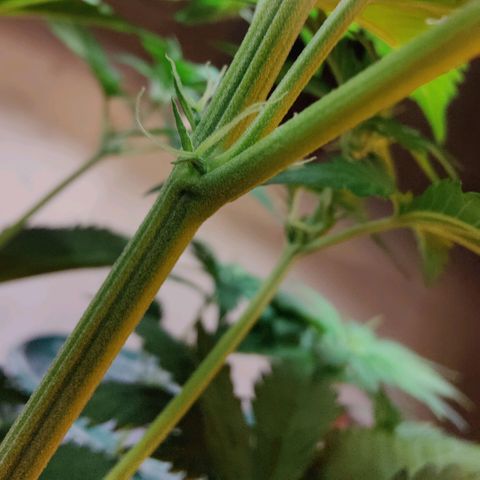 Lord Bert growlog timeline photo