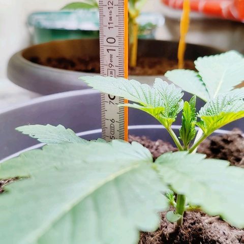 Futo growlog timeline photo