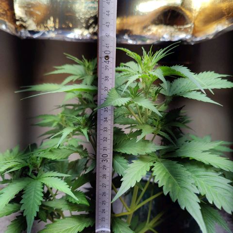 Lord Bert growlog photo: 43cm höchstes blatt