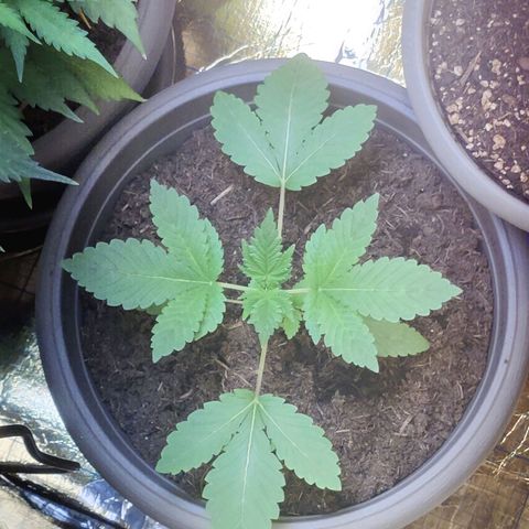 Futo growlog timeline photo