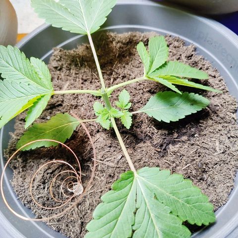 Futo growlog photo: Topping