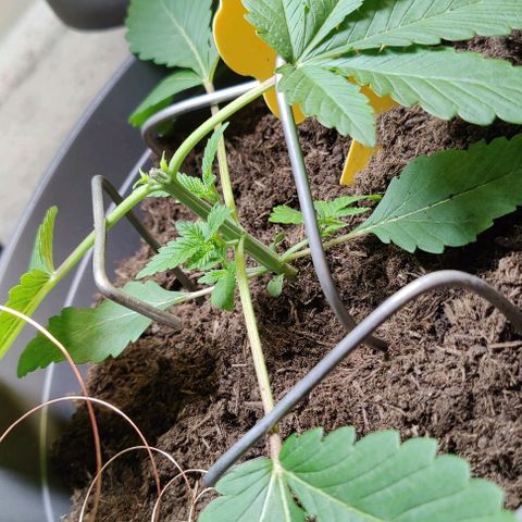Futo growlog timeline photo