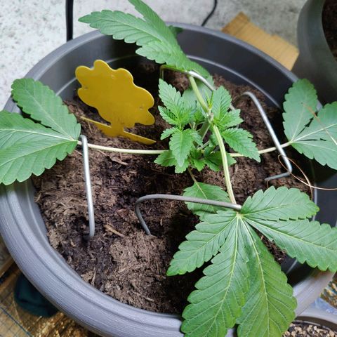 Futo growlog timeline photo