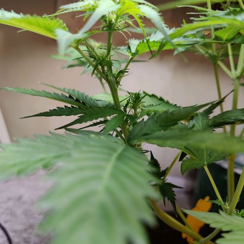Lord Bert growlog timeline photo
