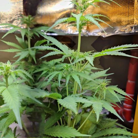 Lord Bert growlog timeline photo