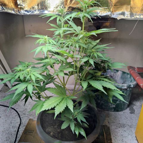 Lord Bert growlog timeline photo