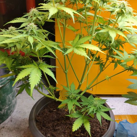 Lord Bert growlog photo: 61cm hoch