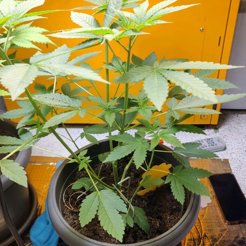 Futo growlog photo: 38cm hoch