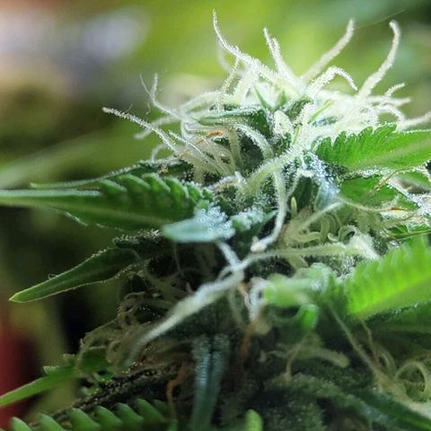Lord Bert growlog timeline photo
