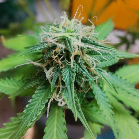 Lord Bert growlog timeline photo