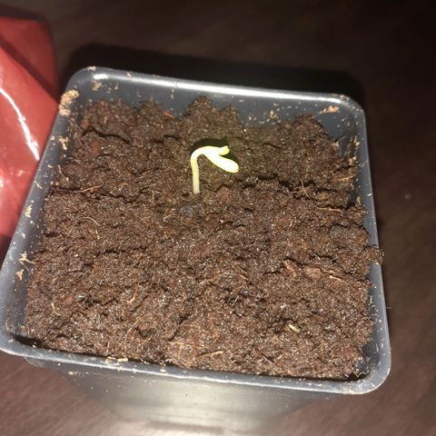 Mystery Seed 1 growlog photo: Not even 24 hours after planting in the peat soil.