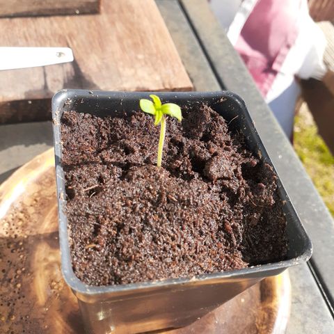 Mystery Seed 1 growlog photo: True leaves have started growing in