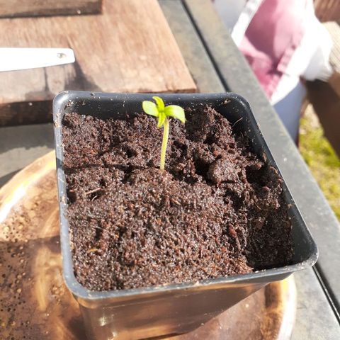 Mystery Seed 1 growlog timeline photo