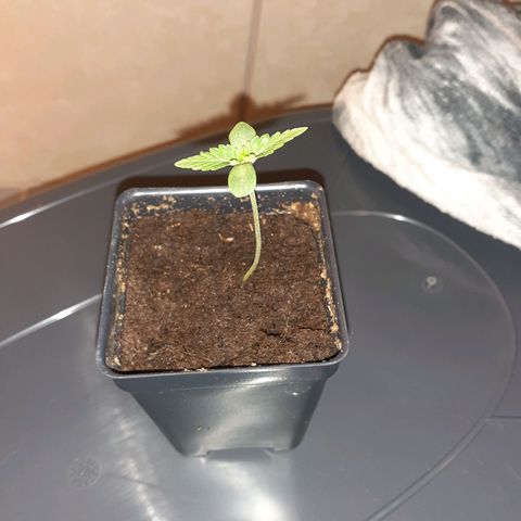 Mystery Seed 1 growlog timeline photo
