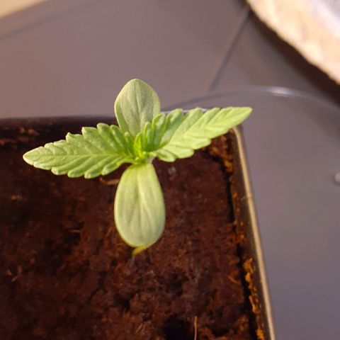 Mystery Seed 1 growlog timeline photo
