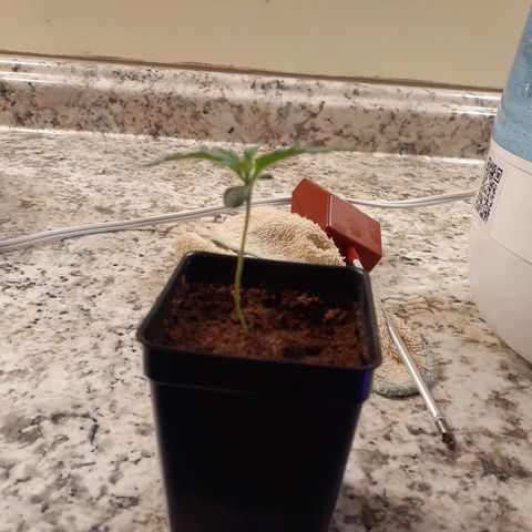 Mystery Seed 1 growlog photo: Still seems a little stretched to me