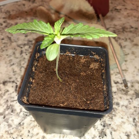 Mystery Seed 1 growlog photo: Still seems a little stretched to me