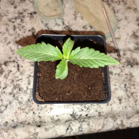 Mystery Seed 1 growlog photo: Still seems a little stretched to me