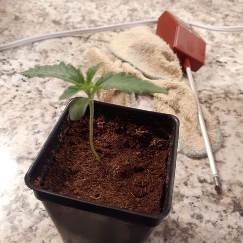 Mystery Seed 1 growlog photo: Still seems a little stretched to me