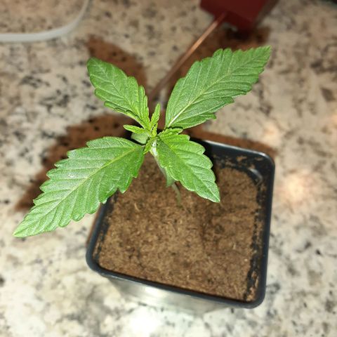 Mystery Seed 1 growlog photo: Looking really good with the new light