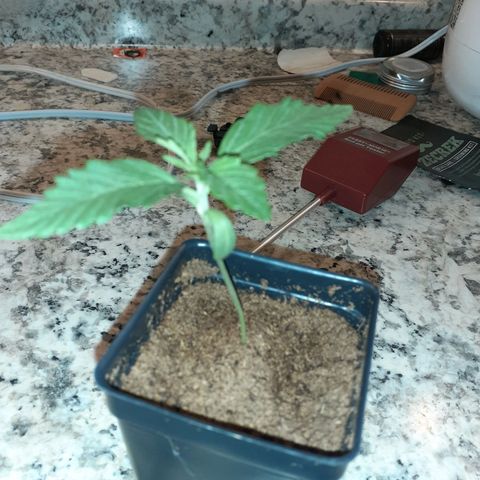 Mystery Seed 1 growlog photo: Looking really good with the new light