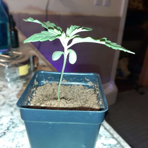 Mystery Seed 1 growlog photo: Looking really good with the new light