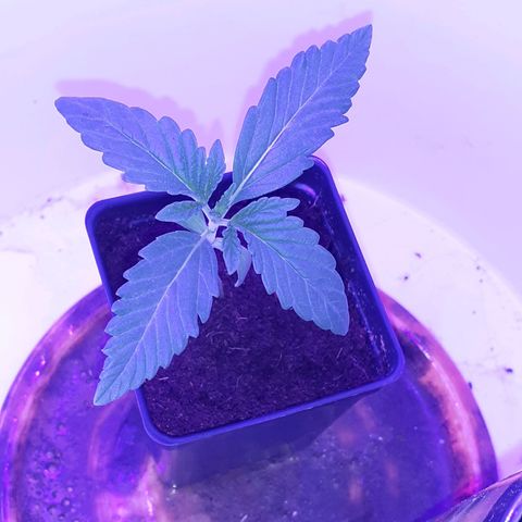 Mystery Seed 1 growlog photo: Looking really pretty