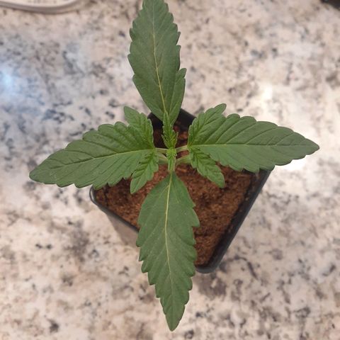 Mystery Seed 1 growlog photo: Really looking good